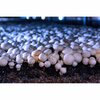 Miracle Led Shroom Grow 3-Socket Indoor Mushroom Grow Kit- 3 Blue Spec. Replace 150W LED Grow Bulbs w/ Timer 801702